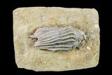 Fossil Crinoid (Macrocrinus) - Crawfordsville, Indiana #157205-1